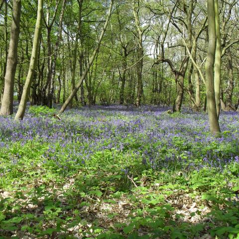 Blue Bell Woods