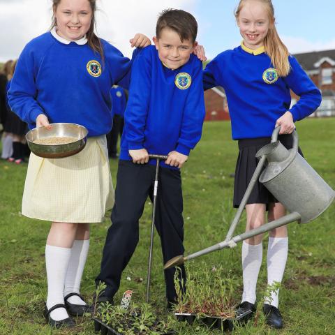 Mount Eagles Wildflower Meadow (2015)